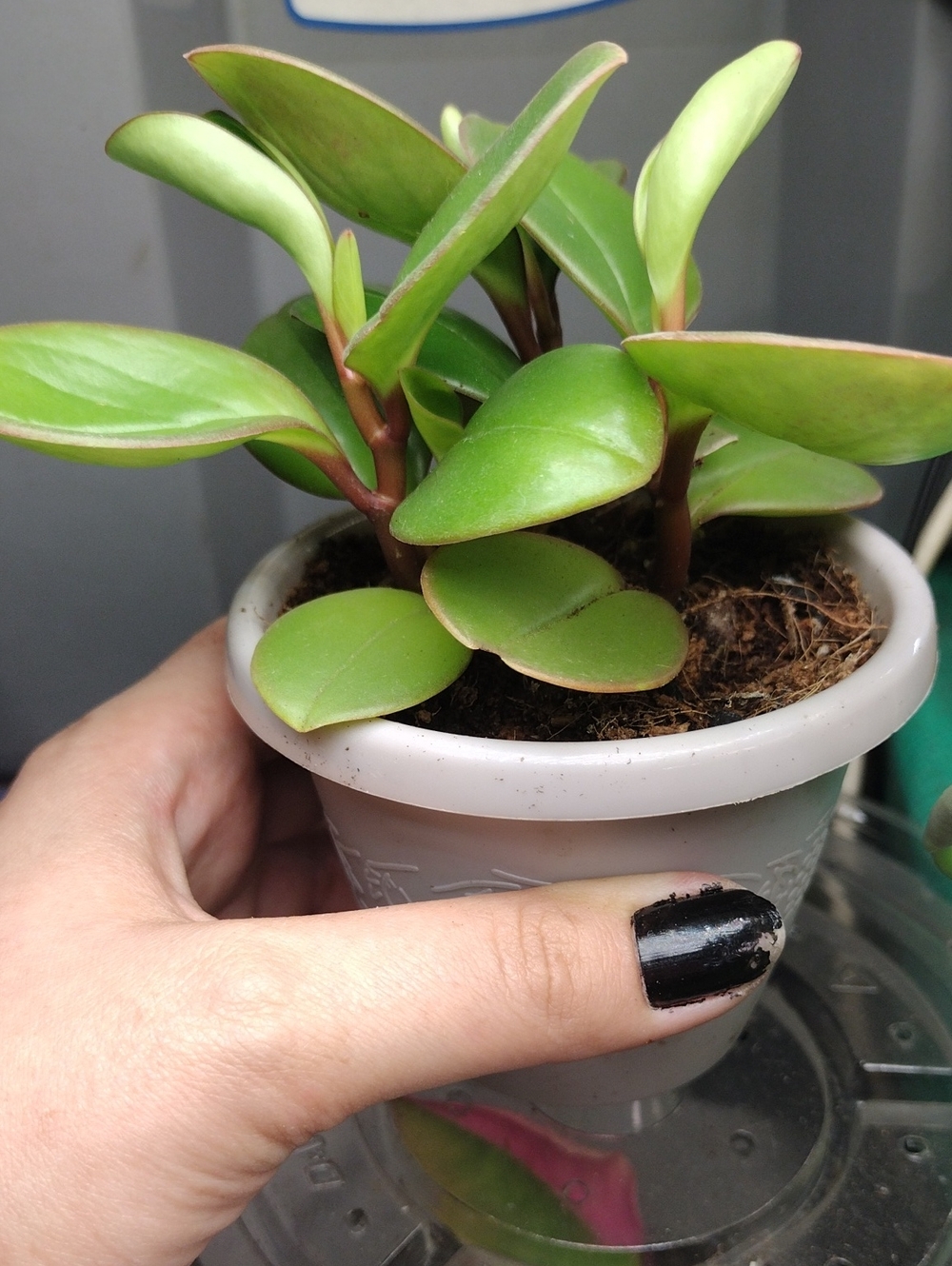 Live Peperomia obtusifolia 'Red Margin' (also commonly referred to as Peperomia